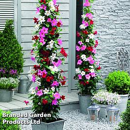Mandevilla sanderi Bloom Bells® Trio