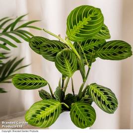 Maranta leuconeura var. erythroneura Lemon Lime