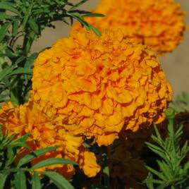African Marigold Space Hopper - Seeds