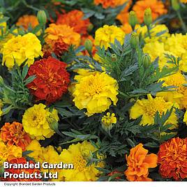 Marigold F1 Zenith Mixed