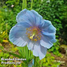 Meconopsis China Blue