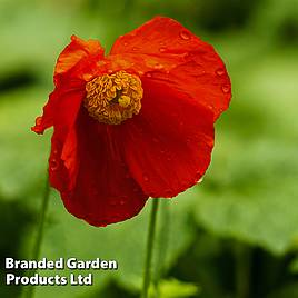 Meconopsis napaulensis