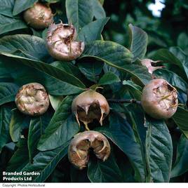 Medlar Nottingham