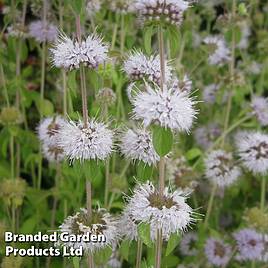Mentha pulegium (Marginal Aquatic)