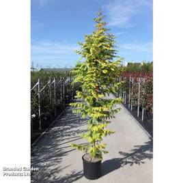 Metasequoia glyptostroboides Amber Glow