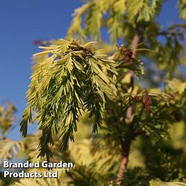 Metasequoia glyptostroboides Gold Rush