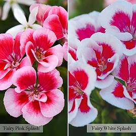 Geranium Flower Fairy Splash Duo