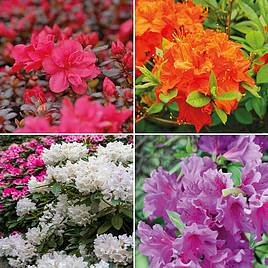 Azalea Dwarf Collection