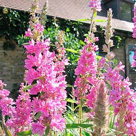 Lythrum salicaria (Marginal Aquatic)