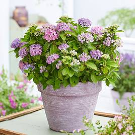 Hydrangea macrophylla Hortbux