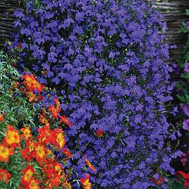 Lobelia Monsoon