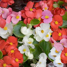 Begonia semperflorens Organdy Mixed F1 Hybrid