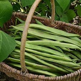 Runner Bean White Swan