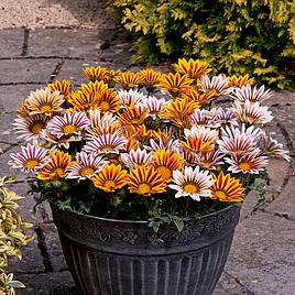 Gazania Tiger Stripes Mixed