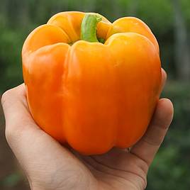 Sweet Pepper Eternity (Grafted)