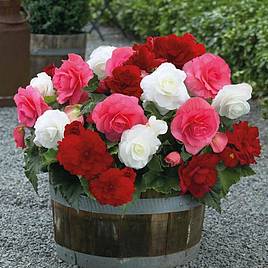 Begonia Nonstop Berries & Cream