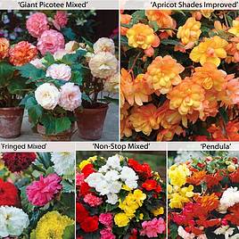 Begonia Collection