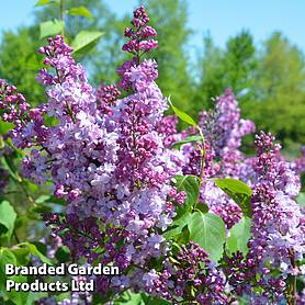 Syringa Michael Buckner