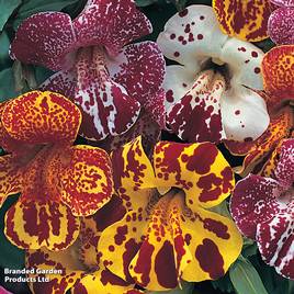 Mimulus Mix