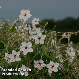 Mirabilis longiflora Angels Trumpets - Seeds