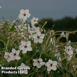 Mirabilis longiflora Angels Trumpets Seeds