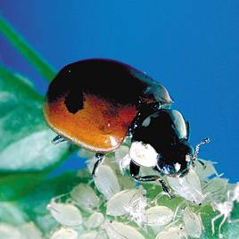 Ladybirds