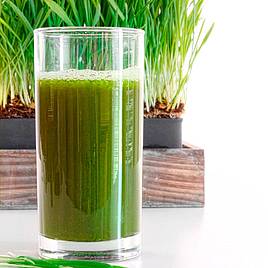 Wheatgrass Shoots - Seeds