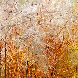 Miscanthus Indian Summer