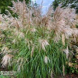 Miscanthus Kleine Fontane
