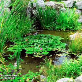 Nurserymans Choice Pond Plants