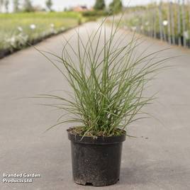 Miscanthus sinensis Red Chief