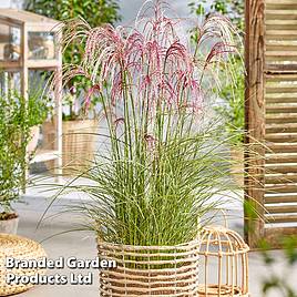 Miscanthus Silver Cloud