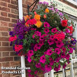 Nurserymans Choice Hanging Basket Mixed Collection