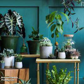 Nurseryman’s Choice House Plant Mix