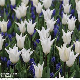 Tulip White and Muscari Blue Mix