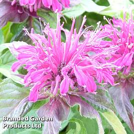 Monarda didyma Balmy Purple