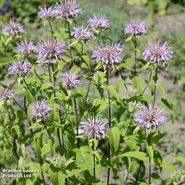Monarda Elsies Lavender