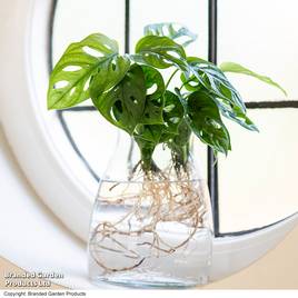 Monstera adansonii in kingston vase