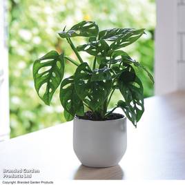 Monstera adansonii