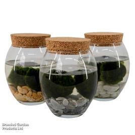 Moss Balls in Ball Glass Vase
