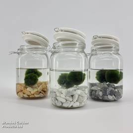 Moss Balls in Weck Jar
