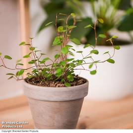 Muehlenbeckia complexa