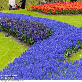Muscari armeniacum