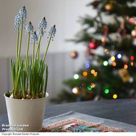 Muscari Early Bird
