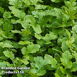 Mustard Leaves (Autumn Sowing Mix) Seeds