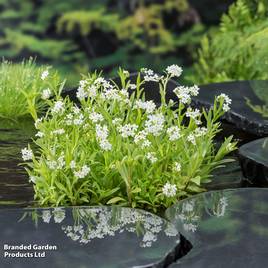 Myosotis palustris Alba (Marginal Aquatic)