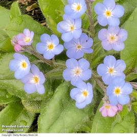 Myosotis My Oh My