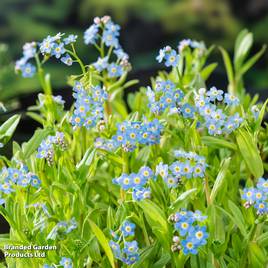 Myosotis palustris (Marginal Aquatic)