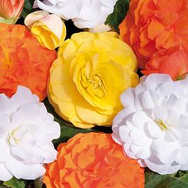 Begonia Nonstop Citrus