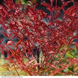 Nandina Domestica